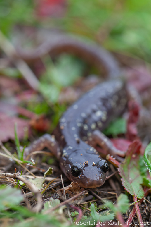 arboreal salamander